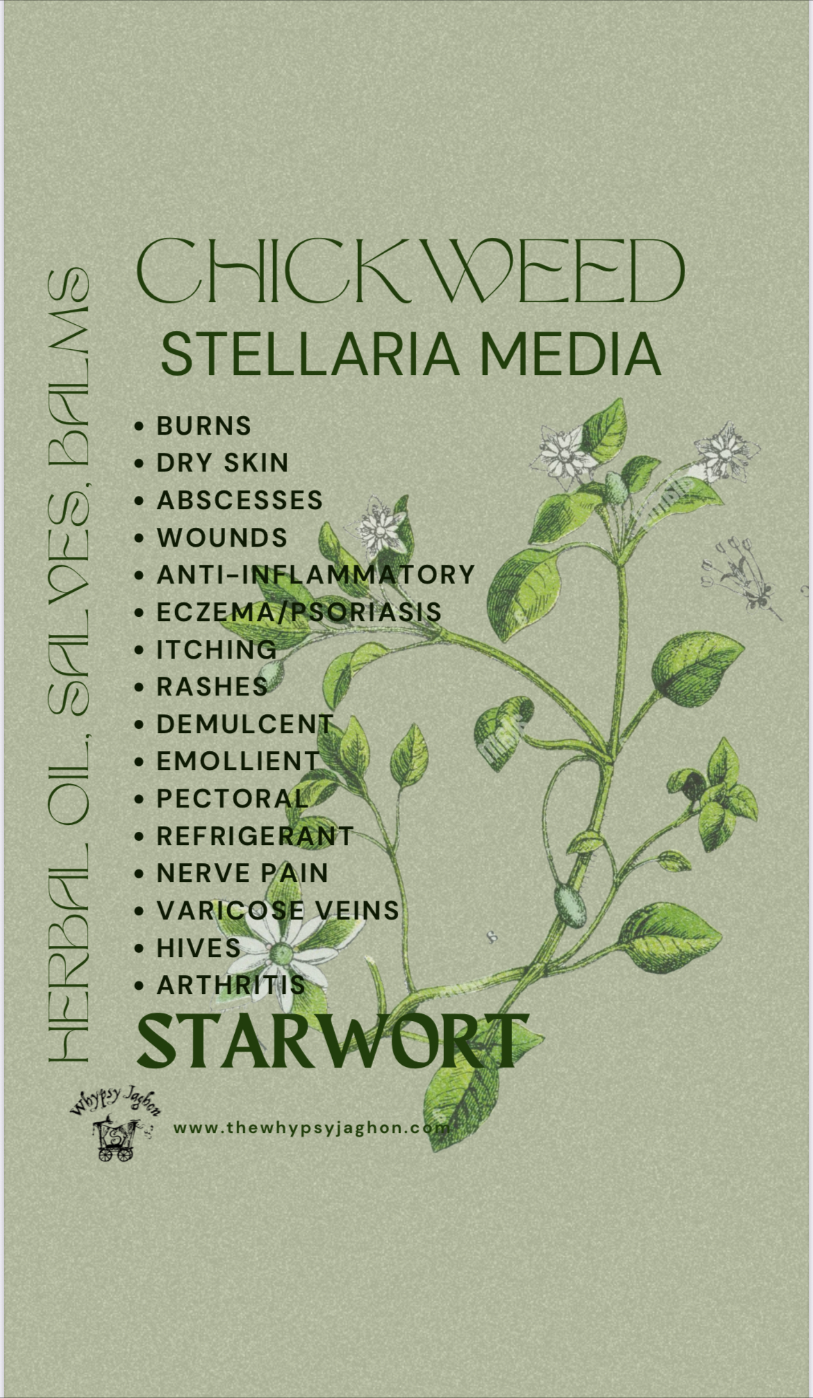 CHICKWEED - Stellaria media
